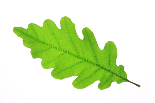 Eichenblatt