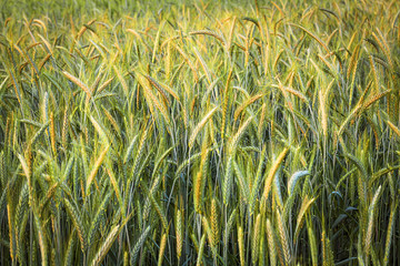 wheat field