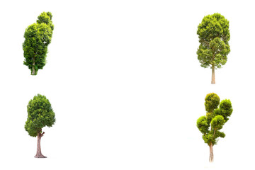 Collection Irvingia malayana tree isolated on white background