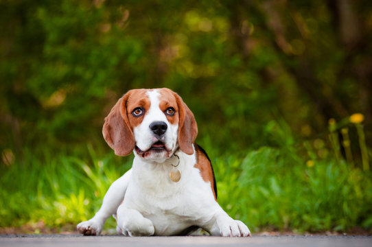 adorable beagle dog outdoors
