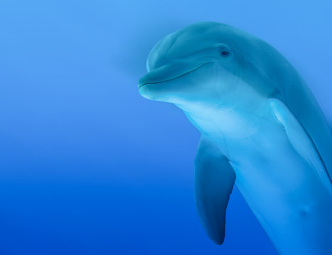 Delfino curioso