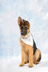 Cucciolo di Pastore Tedesco seduto con bandana bianca © sery