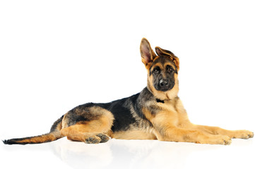 Pastore Tedesco sdraiato © sery