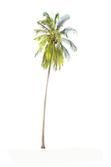 Coconut palm tree isolated on white background