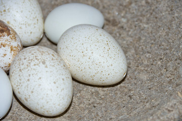 Fototapeta na wymiar Nakrapiane jaja w kamiennej misce