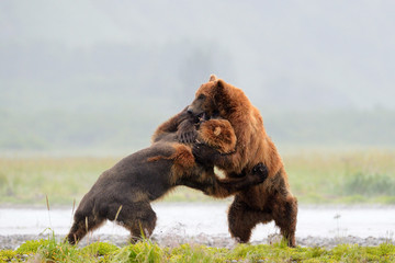 Two Grizzly Bears fighting
