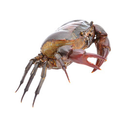 crab isolated on white background