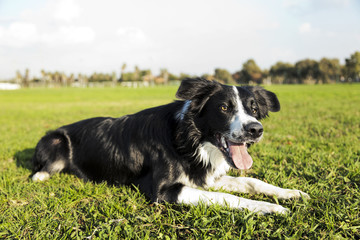 Border Collie Dog Resting on Park Grass