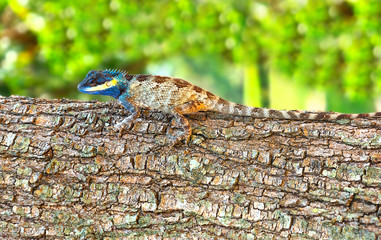 Bright color lizard (pangolin) on a tree
