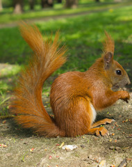 Naklejka na ściany i meble Red Eurasian wiewiórka siedzi w parku