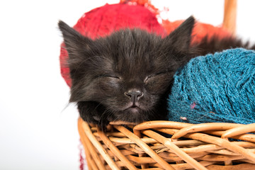 Fototapeta na wymiar Black kitten playing with a red ball of yarn on white background