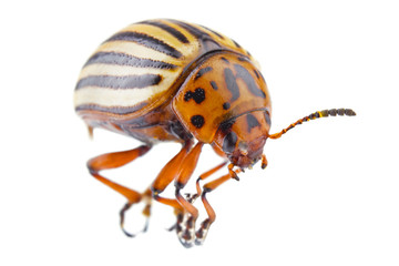 colorado beetle
