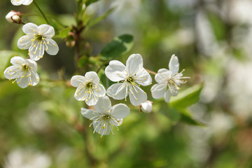 Obraz na płótnie Canvas blossom cherry bush close up