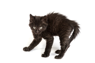 Frightened black kitten standing on a white background