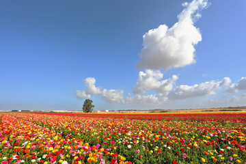 Boundless kibbutz field sown with flowers