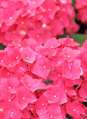 Fototapeta premium Pink hydrangea flower