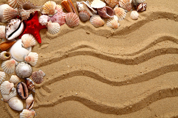 Fototapeta na wymiar muszelek w piasku