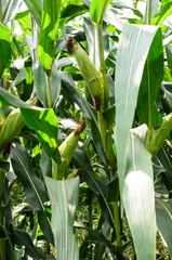 Obraz premium Corn farm