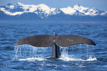 Whale tail - obrazy, fototapety, plakaty