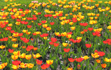 Yellow and red  tulip field