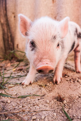 Close-up of a cute muddy piglet running around outdoors on the f