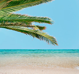 Obraz na płótnie Canvas palm and blue water