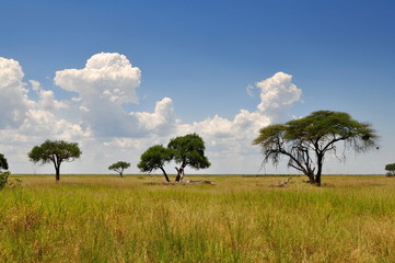 african landscape,