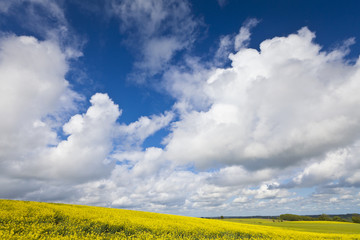 Oilseed Rape, Canola, Biodiesel Crop