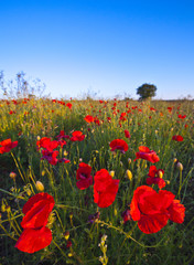 Wild poppies