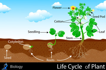 Life Cycle of Plant