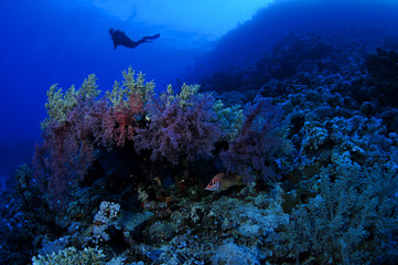Fototapeta na wymiar Female diver exploring underwater cave