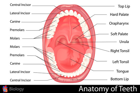 Anatomy of Human Denture