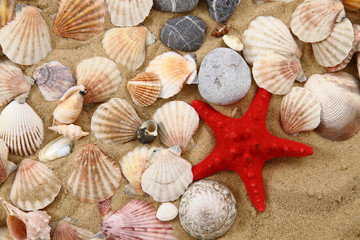 summer sea shells in the yellow sand