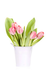 Pink tulips on white background in a bucket