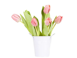 Pink tulips on white background in a bucket