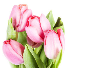 Fototapeta premium Pink tulips on white background in a bucket