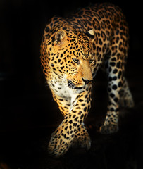 Obraz na płótnie Canvas Portret Leopard