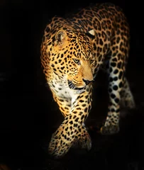 Gardinen Leopard portrait © kyslynskyy