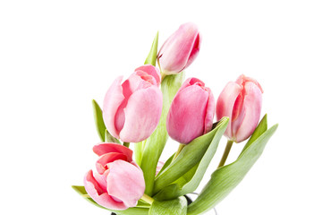 Obraz premium Pink tulips on white background in a bucket