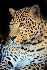 Fototapeta premium Leopard portrait