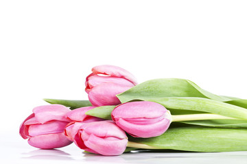 Pink tulips on white background in a bucket