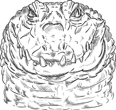 corocodile with neck