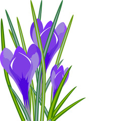 crocuses
