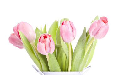 Pink tulips on white background in a bucket