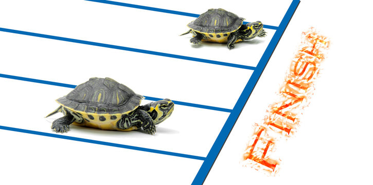 Carrera de tortugas