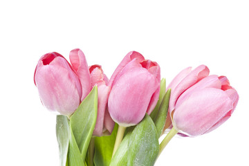 Pink tulips on white background