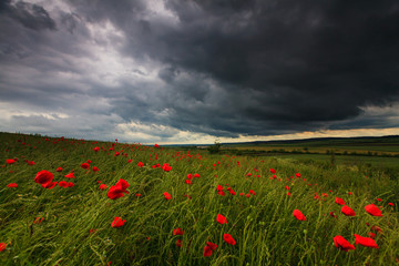 Beautiful rural scenery with wild flowers and ominous stormy sky