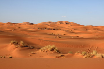 Camel's caravan in the Sahara desert   