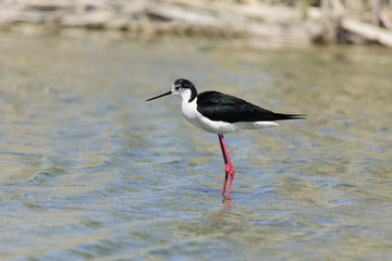 Cavaliere d'Italia - Himantopus himantopus