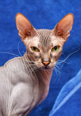 Donskoy  Sphynx.